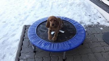 Welpe Lilly... Auch der Schnee haltet uns nicht auf 
mamopetsports Lilly :-)