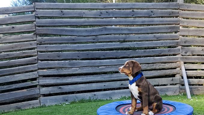 Welpe Karlie... Konzentration auf dem Trampolin